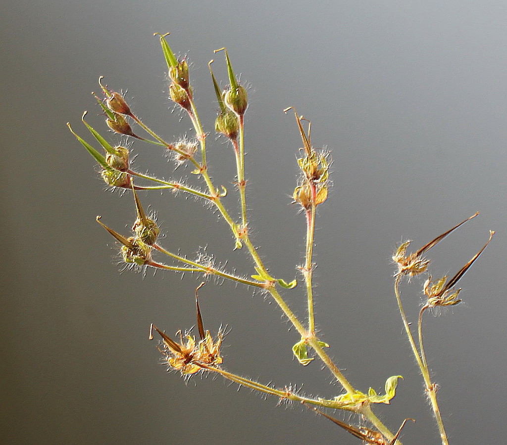 Image of Geranium phaeum specimen.