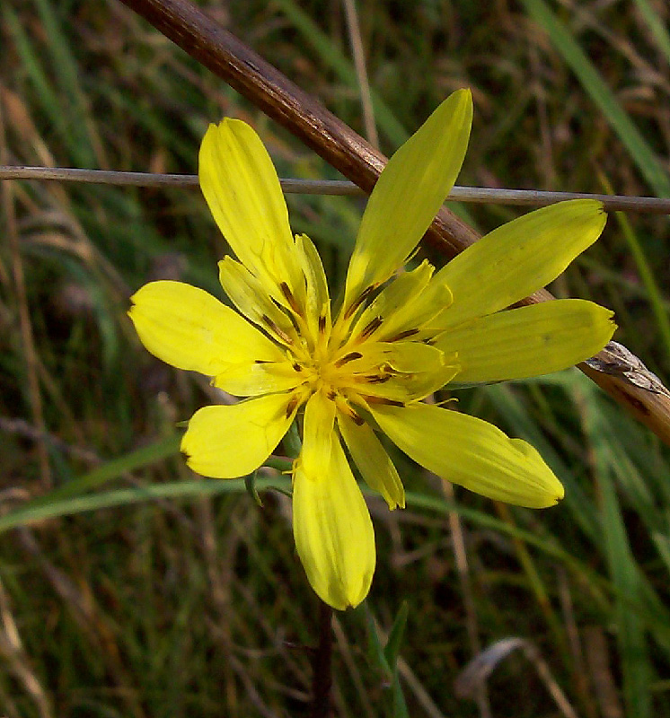 Изображение особи Tragopogon orientalis.