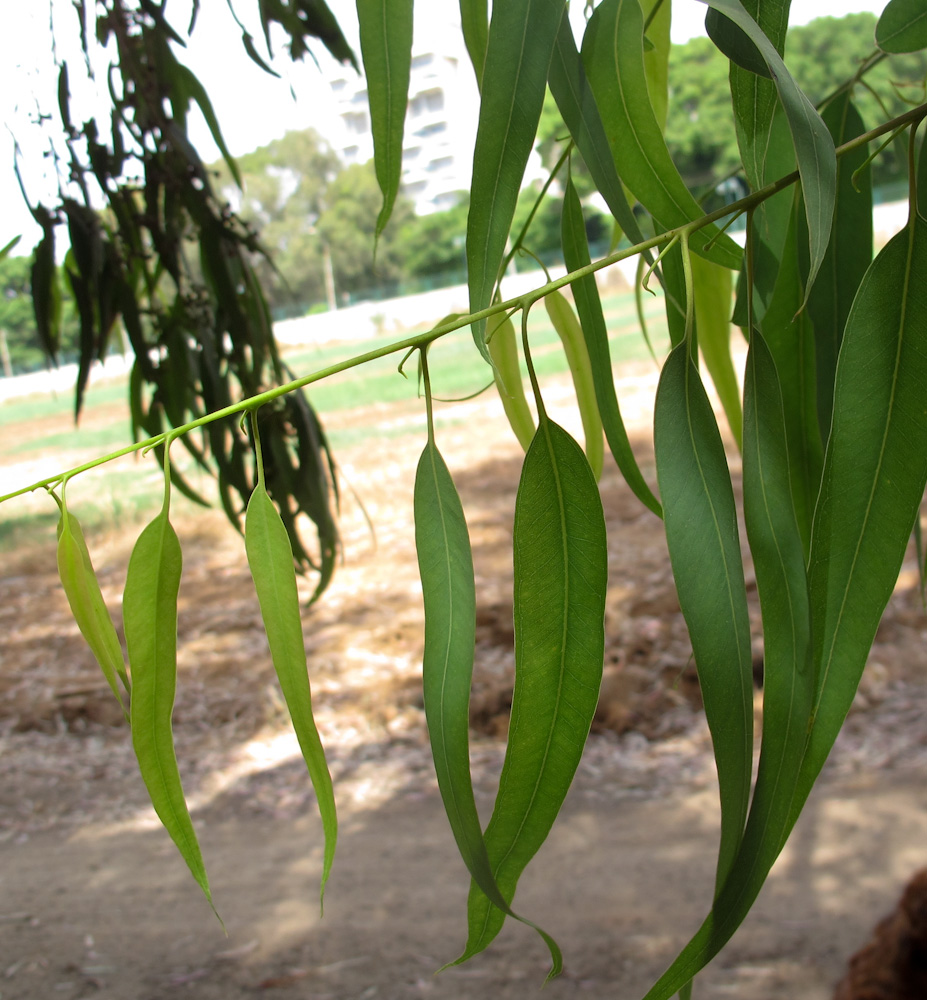 Image of Eucalyptus camaldulensis specimen.