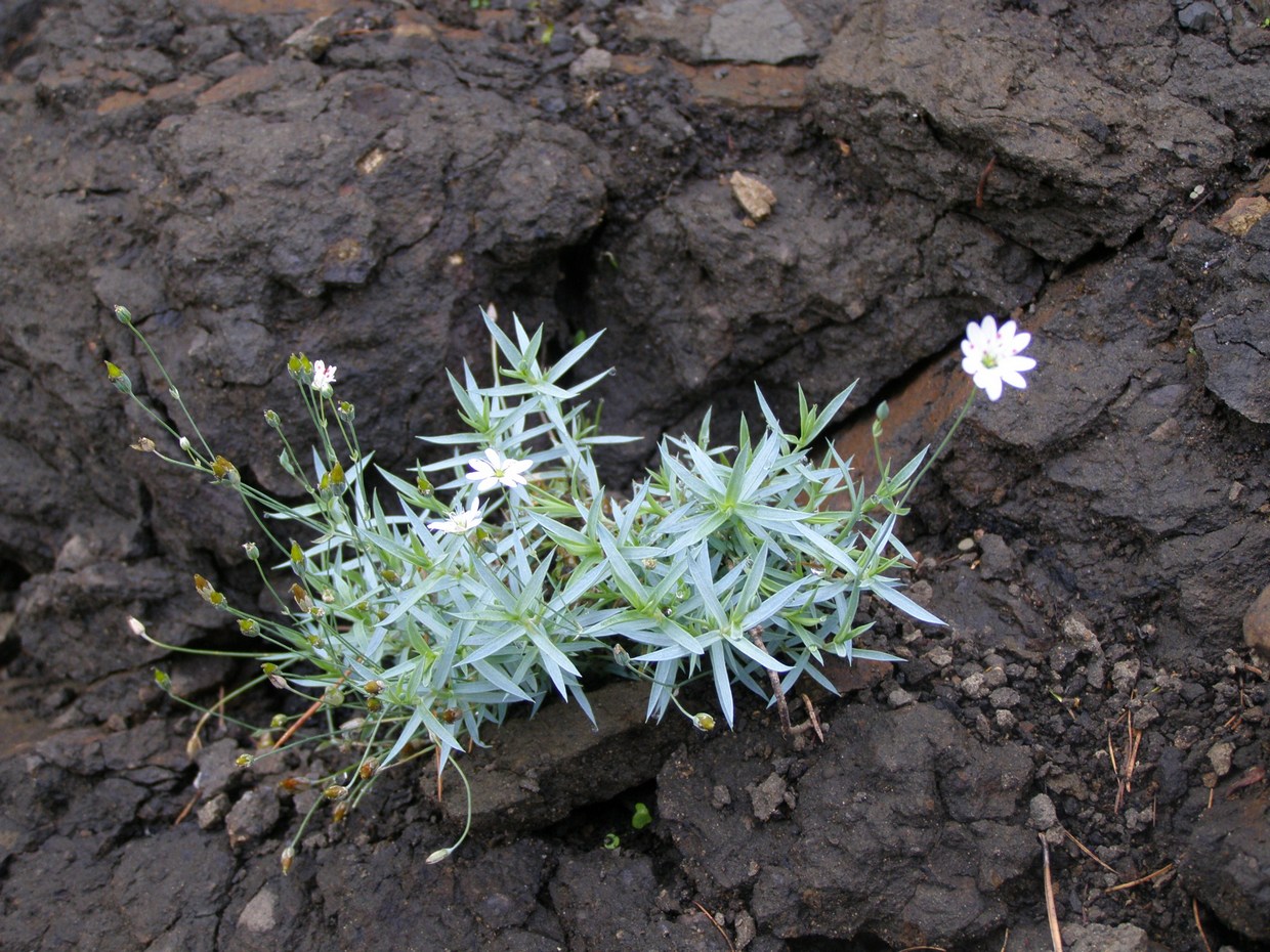 Image of Stellaria dahurica specimen.