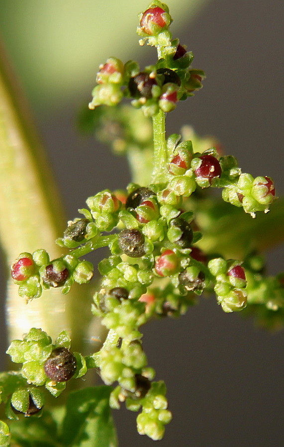 Изображение особи Lipandra polysperma.