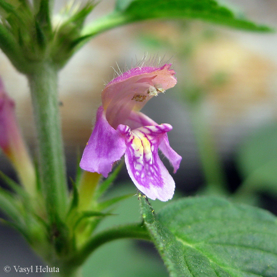 Изображение особи Galeopsis pubescens.