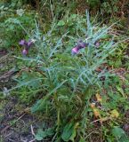 Cirsium pendulum