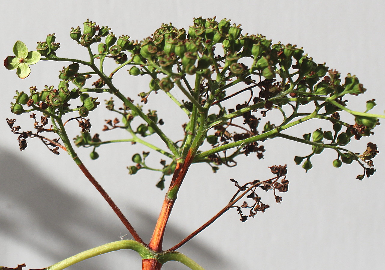 Image of Hydrangea petiolaris specimen.