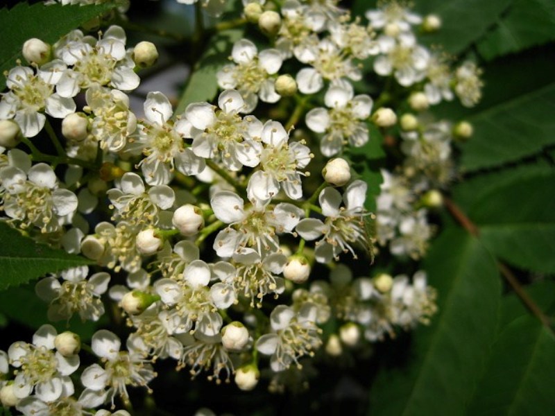 Image of Sorbus commixta specimen.