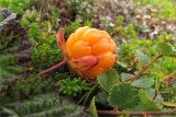 Rubus chamaemorus