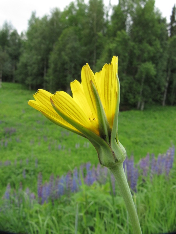 Изображение особи Tragopogon orientalis.