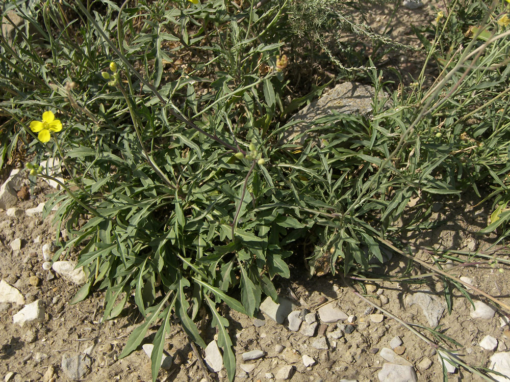 Image of Diplotaxis tenuifolia specimen.