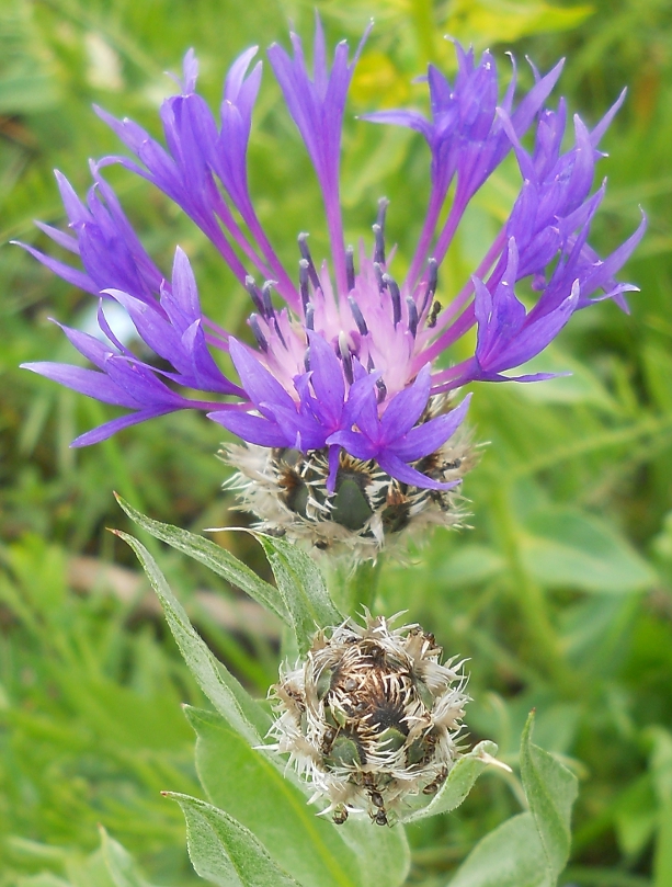 Изображение особи род Centaurea.