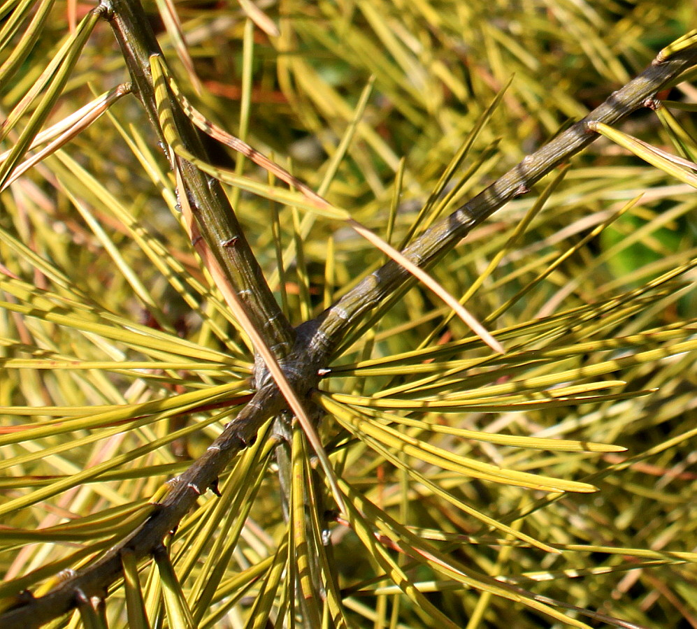 Image of Pinus bungeana specimen.