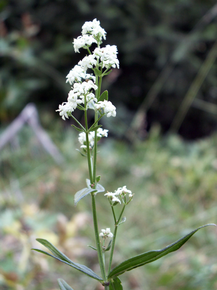 Изображение особи Galium turkestanicum.