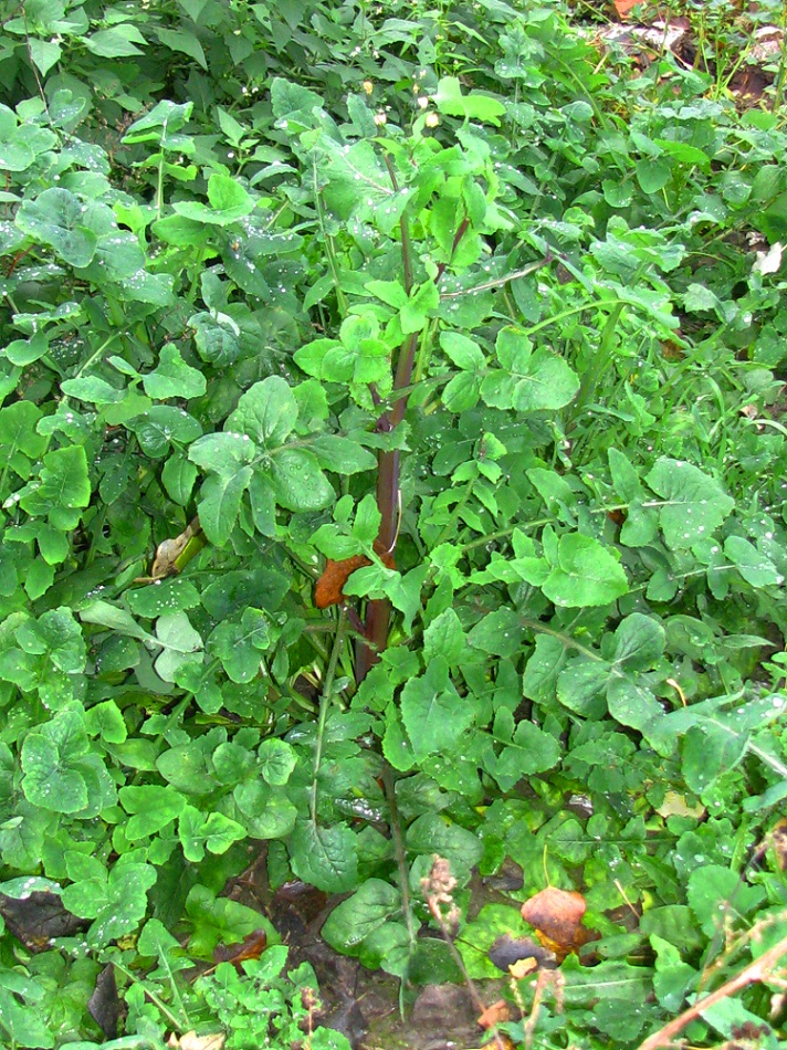 Image of Sonchus oleraceus specimen.