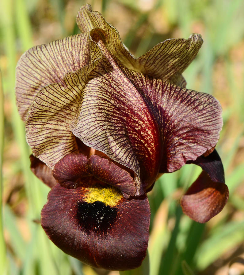 Изображение особи Iris atropurpurea.