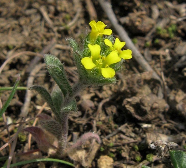 Image of genus Alyssum specimen.