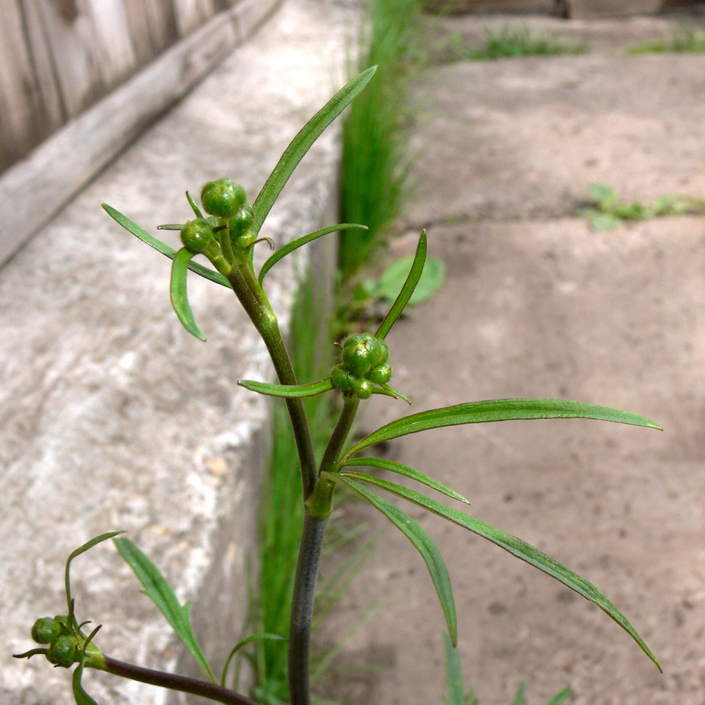 Image of Ranunculus polyanthemos specimen.