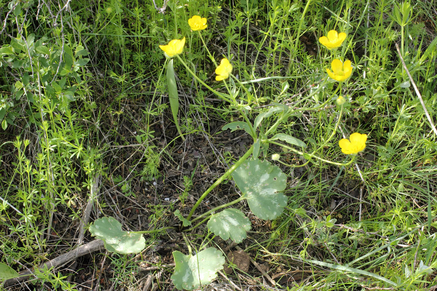 Image of Ranunculus czimganicus specimen.