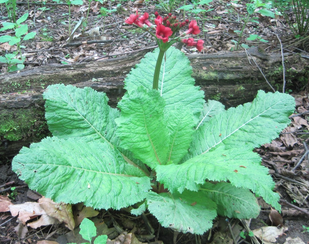 Image of Primula japonica specimen.