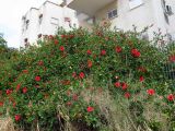 Hibiscus rosa-sinensis. Цветущее растение. Израиль, Шарон, г. Герцлия, в культуре. 11.04.2013.