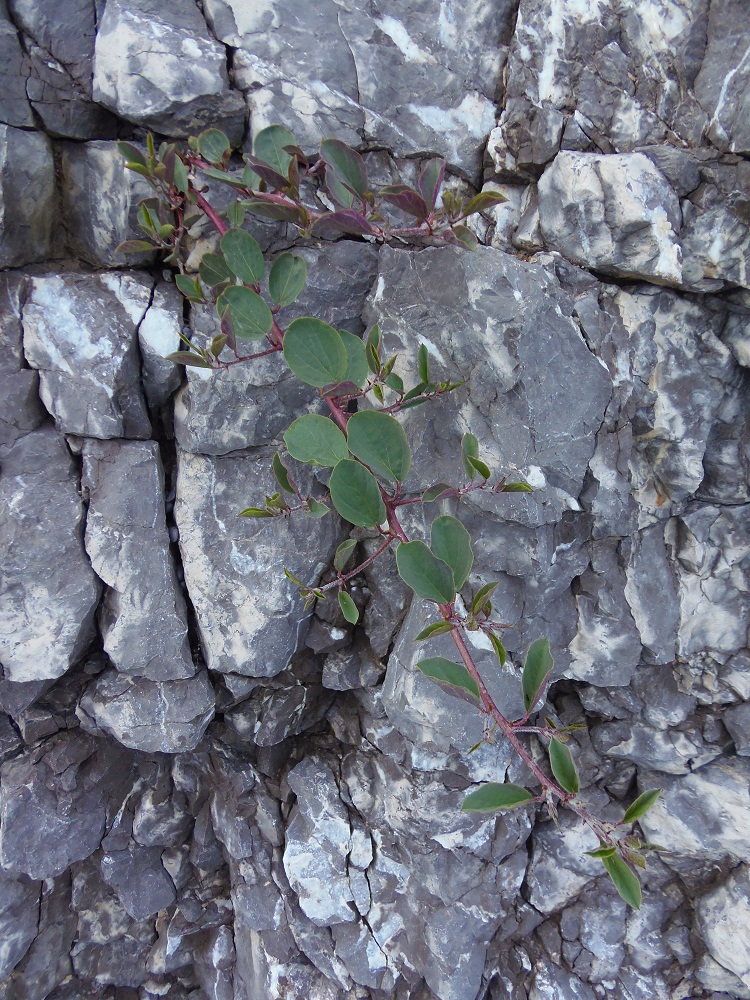 Изображение особи Capparis herbacea.