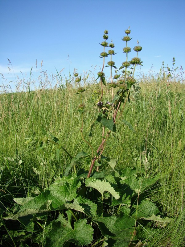 Изображение особи Phlomoides tuberosa.