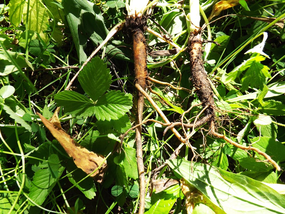 Image of Cynoglossum officinale specimen.