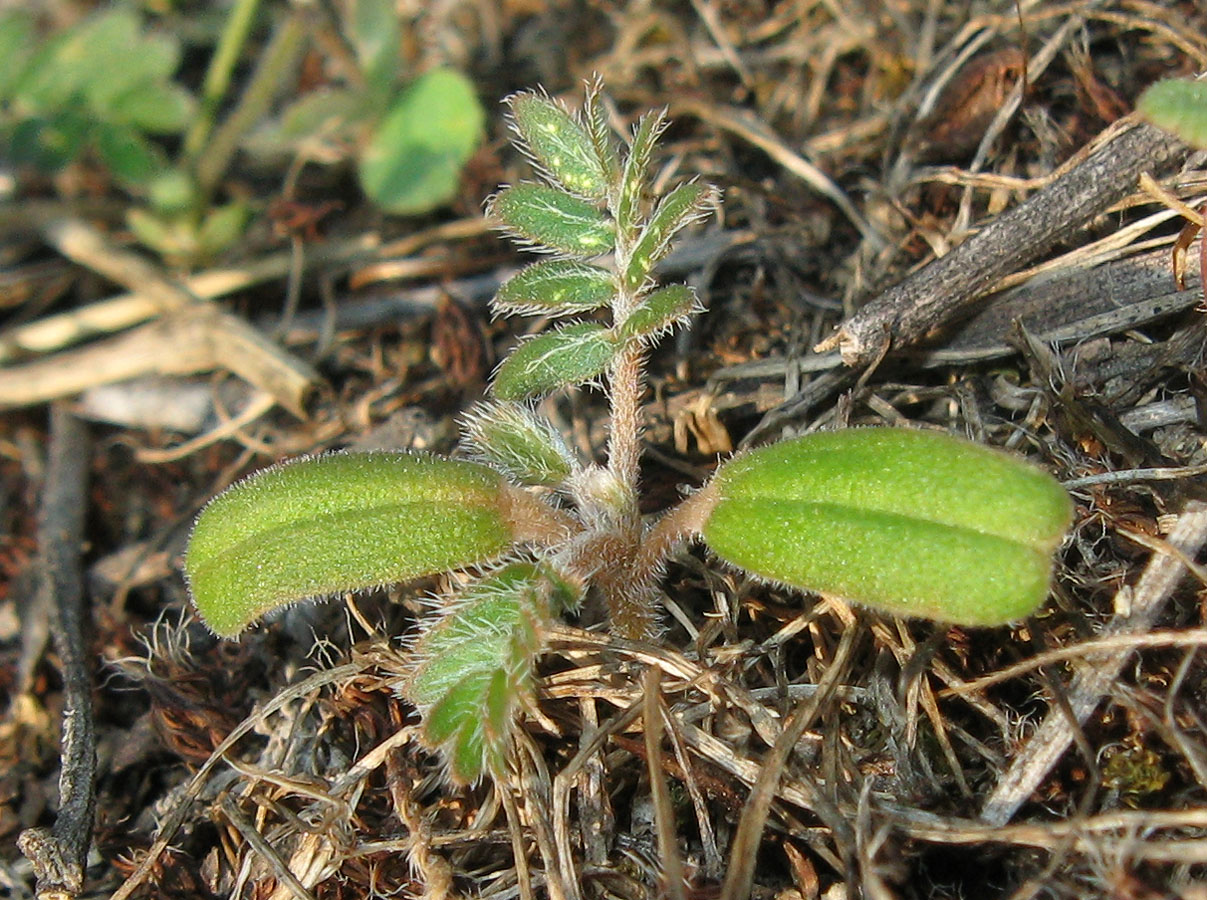 Image of Tribulus terrestris specimen.