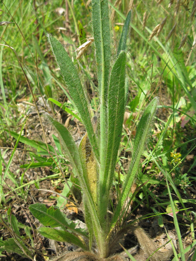 Image of genus Pilosella specimen.