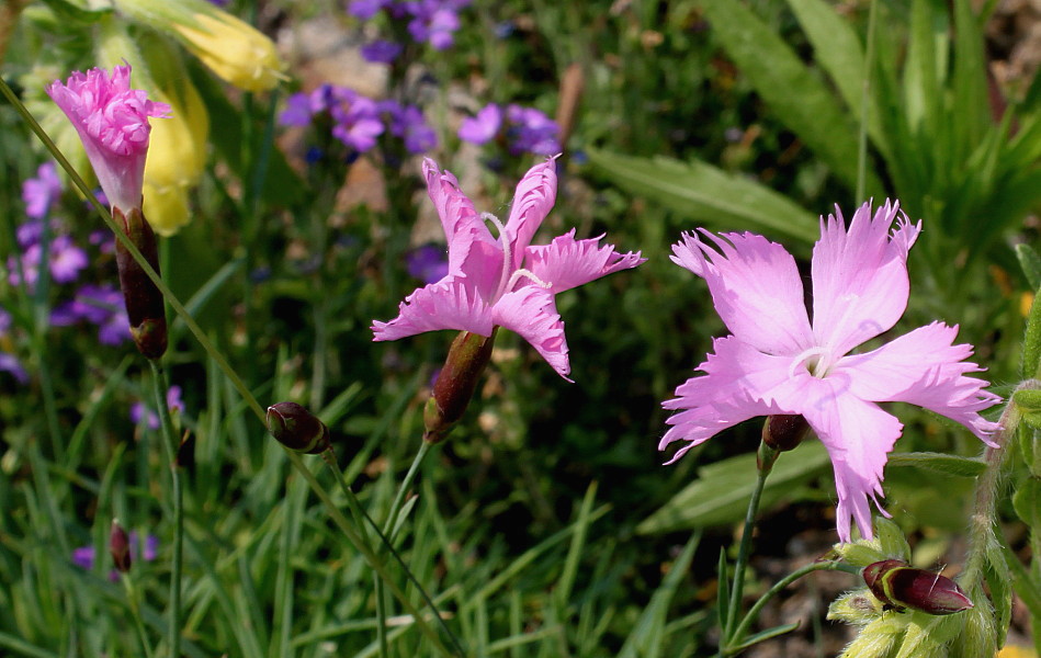 Image of genus Dianthus specimen.