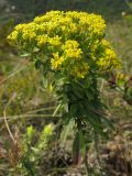 Odontarrhena muralis. Цветущее и плодоносящее растение. Краснодарский край, окр. г. Геленджик, прибрежная гора, каменистый склон. 07.08.2013.