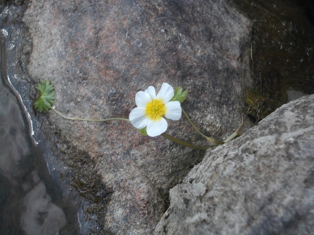 Image of Ranunculus peltatus specimen.