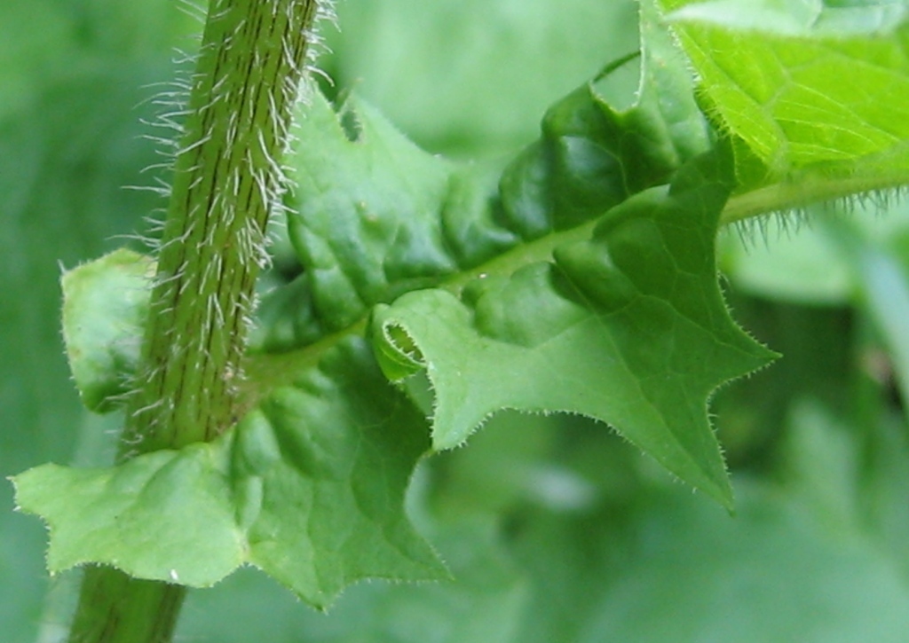 Image of Crepis sibirica specimen.