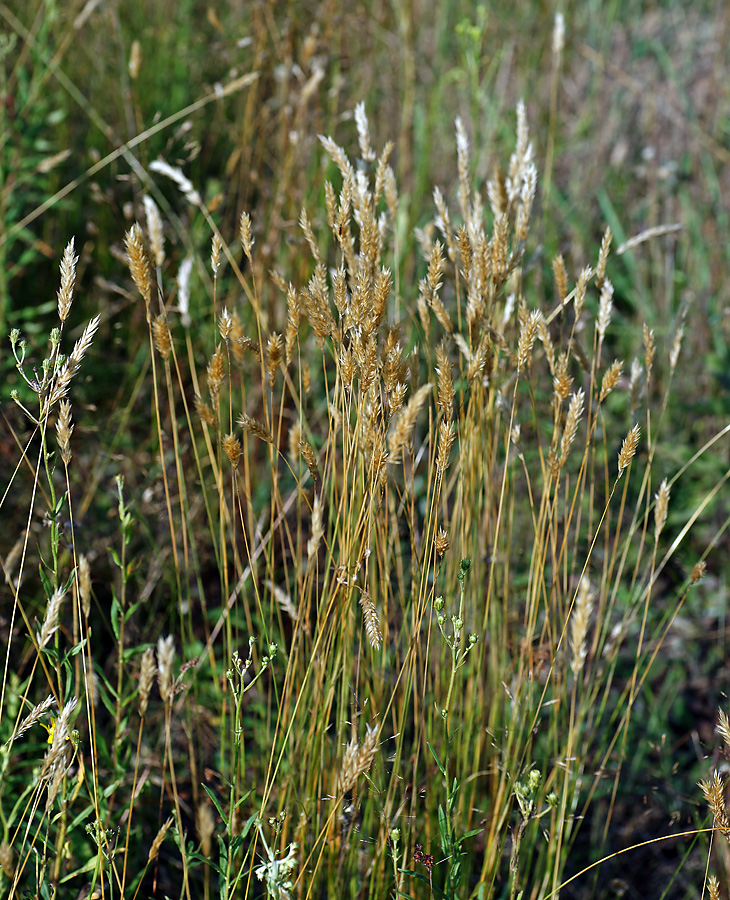 Image of Anthoxanthum odoratum specimen.