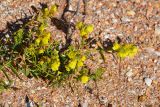 Linaria genistifolia