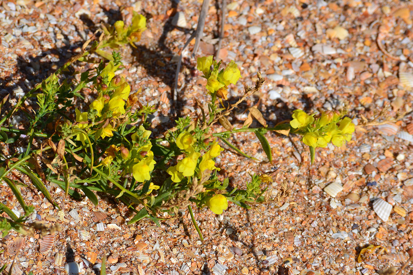 Image of Linaria genistifolia specimen.