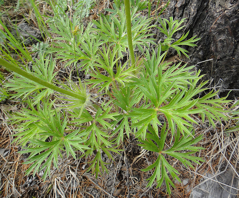 Image of Pulsatilla multifida specimen.