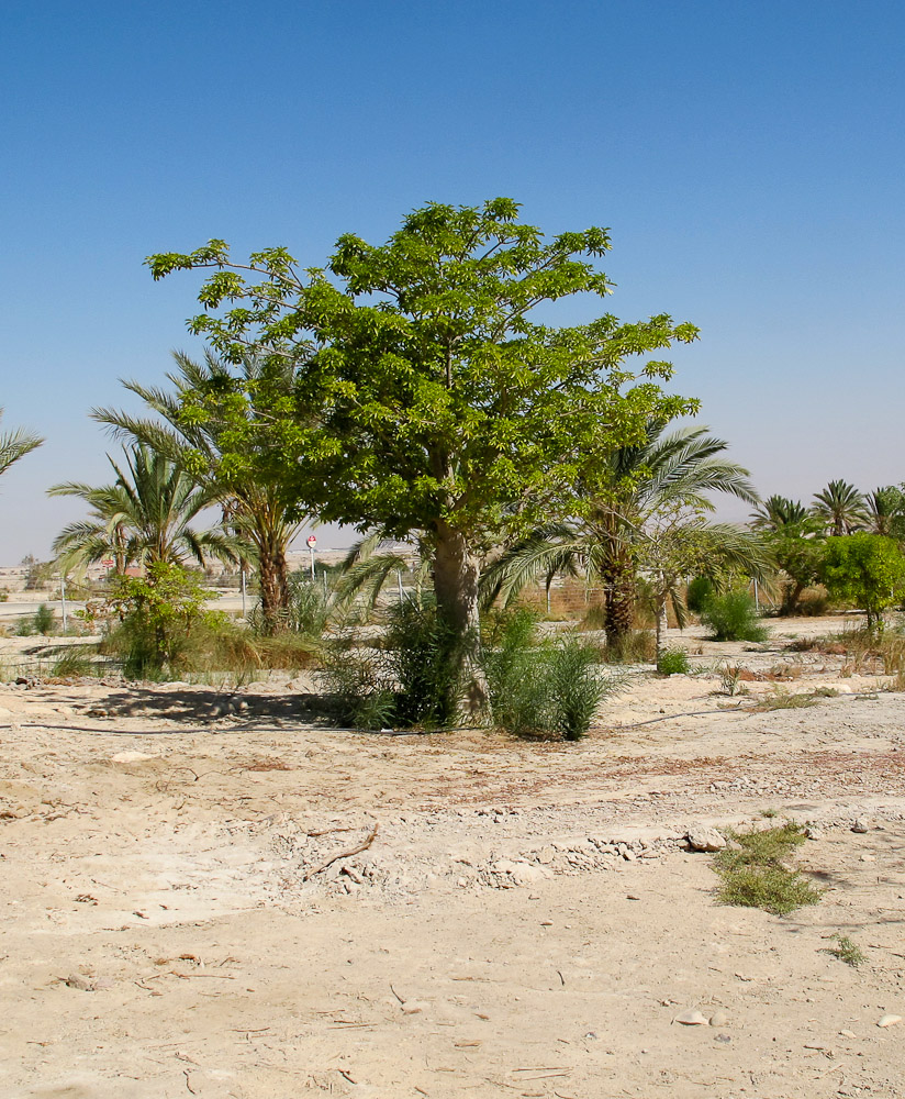 Image of Adansonia digitata specimen.