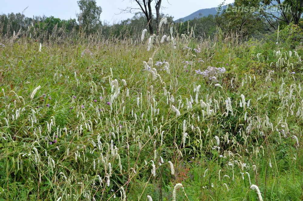 Изображение особи Sanguisorba parviflora.