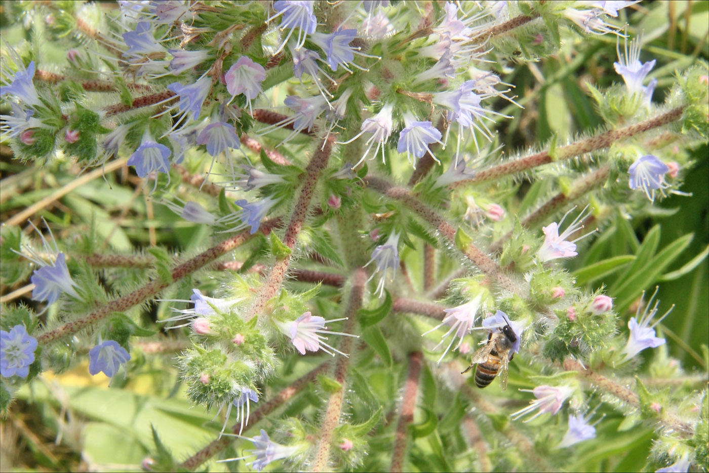 Image of Echium biebersteinii specimen.