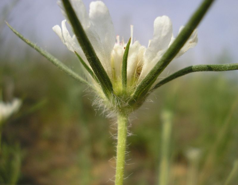 Image of Lomelosia argentea specimen.