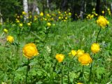 Trollius europaeus