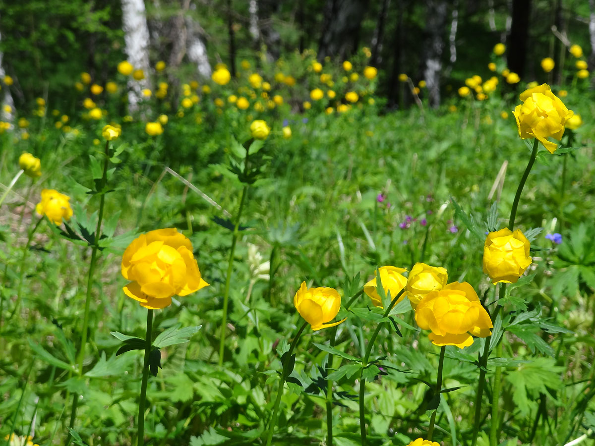 Изображение особи Trollius europaeus.