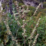 Artemisia vulgaris. Верхушка цветущего растения. Свердловская обл., окр. г. Североуральск, район скал Грюнвальдта, поляна. 15.08.2013.