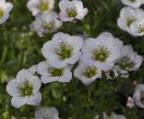 род Saxifraga