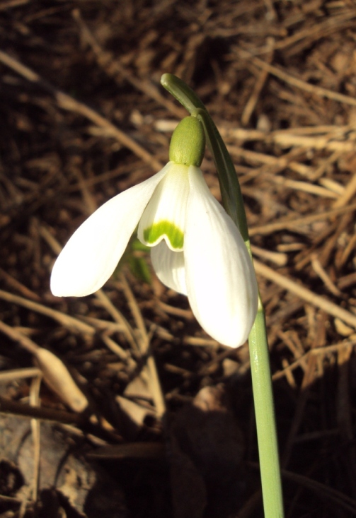 Изображение особи Galanthus nivalis.