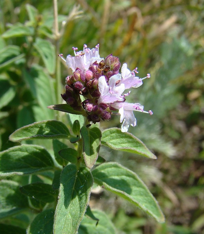 Image of Origanum vulgare specimen.