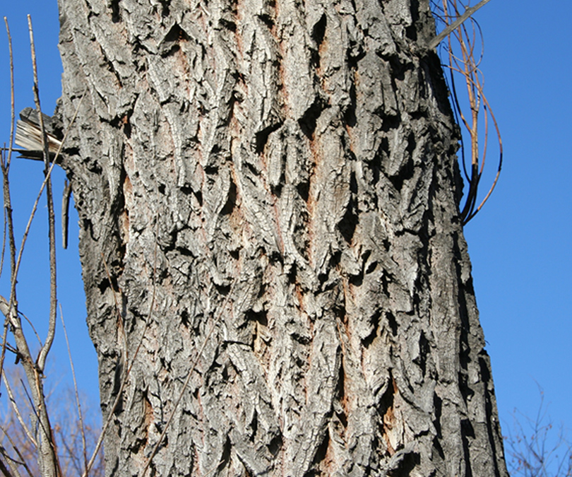 Image of genus Salix specimen.