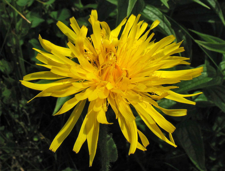 Image of Trommsdorffia uniflora specimen.