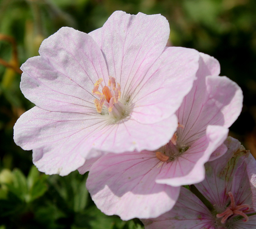 Изображение особи Geranium sanguineum.