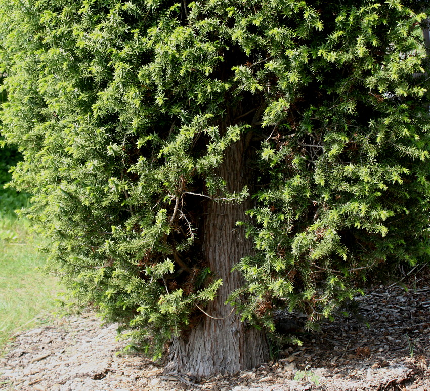 Image of Juniperus drupacea specimen.