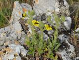 Potentilla callieri